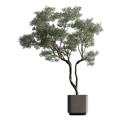 Indoor Plant 1024 - Tea Bark Plant