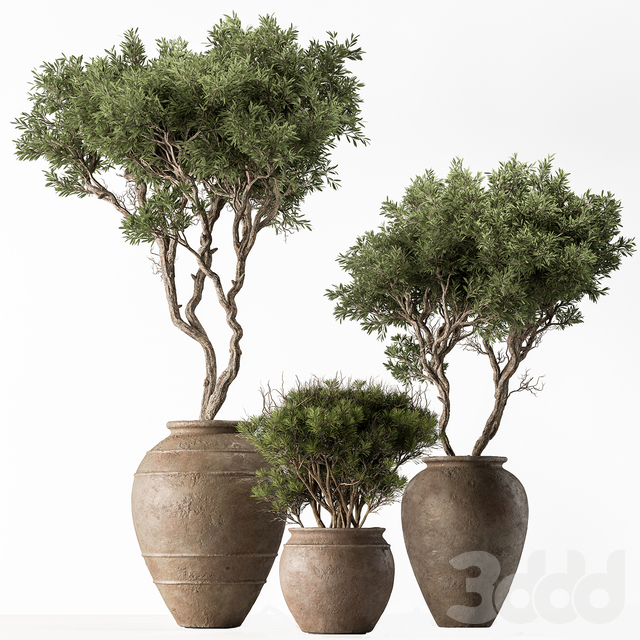 Outdoor Plants 626 - Tree in Pot