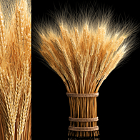 Колос пшеница: изображения без лицензионных платежей