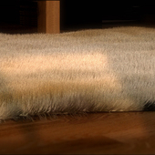 Модель шкуры редкого бело-бурого медведя