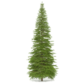 Spruce