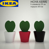 IKEA / hoya kerri