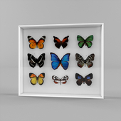 Энтомологическая коллекция бабочек