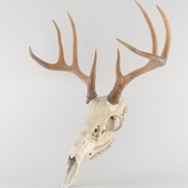 череп оленя deer scull