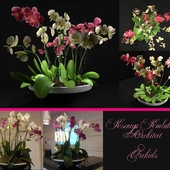 Ваза с орхидеями
