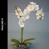 Композиция "Pauline_H" Orchid Blanc