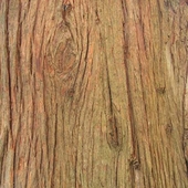 старое дерево 1