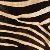 the texture of the zebras