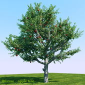 Яблоня (Apple tree)