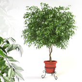 Ficus benjamina on forged stand