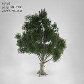 Tree / Trees