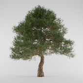 Southern Pine