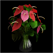 Anthurium color flower
