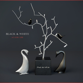 Black & White birds