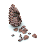 Pine nuts, cones