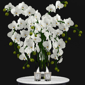 White Orchids and Candles