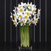 Нарциссы/Daffodils
