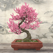 Sakura Bonsai