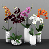 Phalaenopsis orchids set