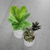 Decorative set / plants