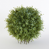 Bush short-haired in the form of a sphere (Pere fill)