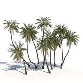 Coconut Palms + animation