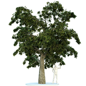 Oak in 3 seasons