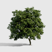 Common Tree with high density greenery