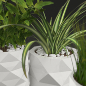 Plants in pots Marquis