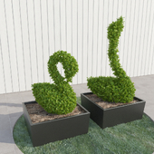 Swans - topiary