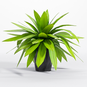 Bird's nest fern plant -5