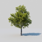 A big tree, Oak, the second iteration
