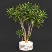 Aloe dichotoma (quiver tree)
