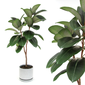 Ficus elastica decora (medium)