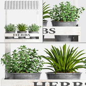 Herbs Plant -23