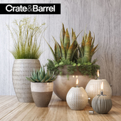 Crate&Barrel plant set