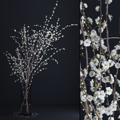 Prunus White Blossom
