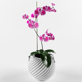 Орхидея-цветок вампир