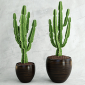 Cactus | Euphorbia ingens