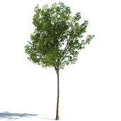 Tilia Tree 4.5m