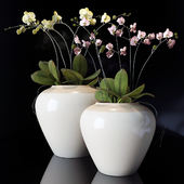 potterybarn, Орхидея