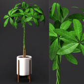 Umbrella Plant - Schefflera