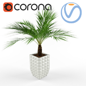 Palma Palm Corona Vray