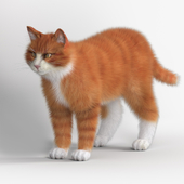 Red Cat