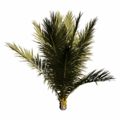 Palm Small