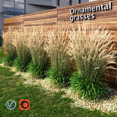 Ornamental grass dry