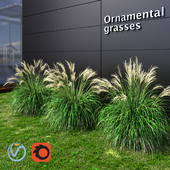 Ornamental grass Miscanthus small
