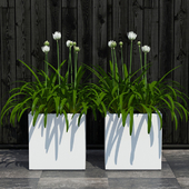 Potted plants 07