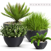 PLANTS 71