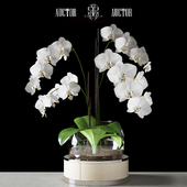 Orchid ART Auctor